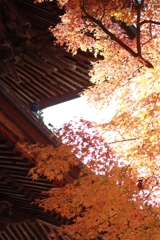 日本の秋(円覚寺/鎌倉)