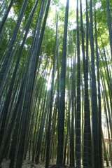 竹林(報国寺/鎌倉)