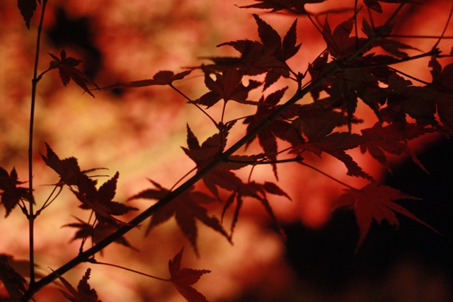 秋のコントラスト(長谷寺/鎌倉)
