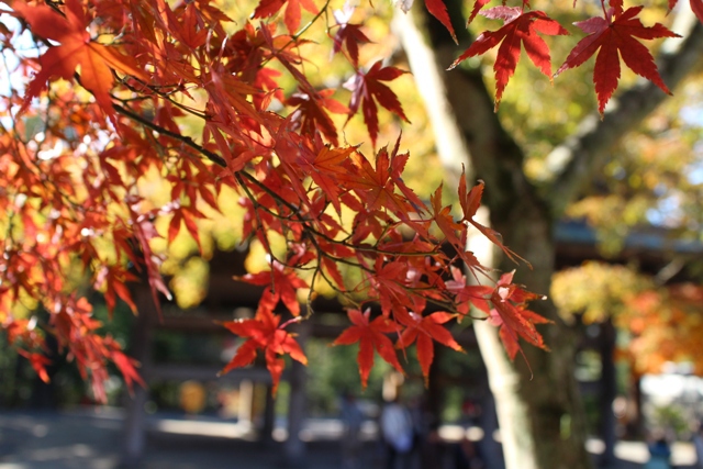 紅葉(円覚寺/鎌倉)