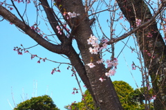 桜？