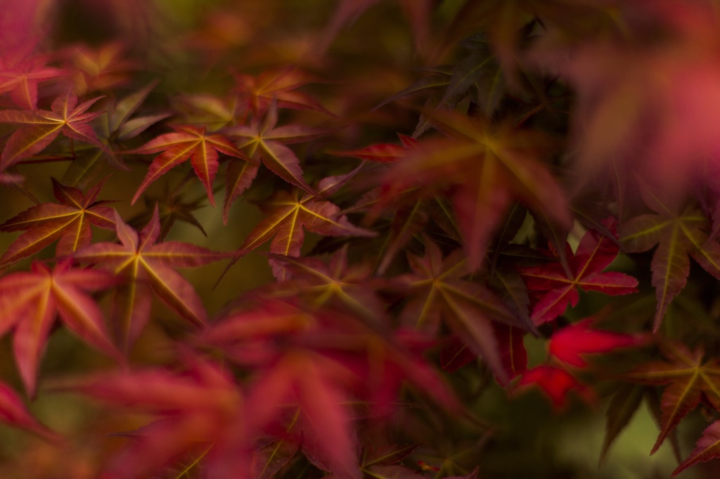 紅