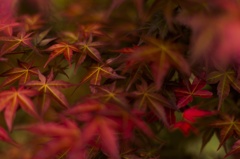 紅