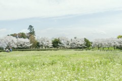 sakura