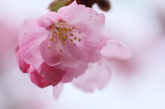 ほんのり桜色