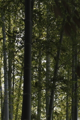 竹林