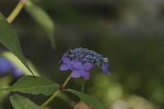近くのお寺で