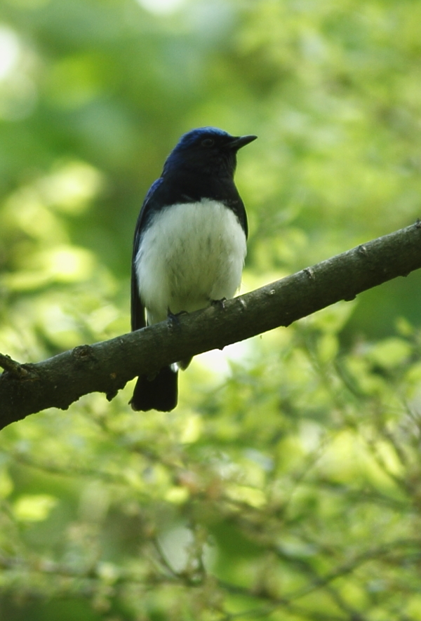 今年も会えました（♂）