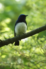 今年も会えました（♂）