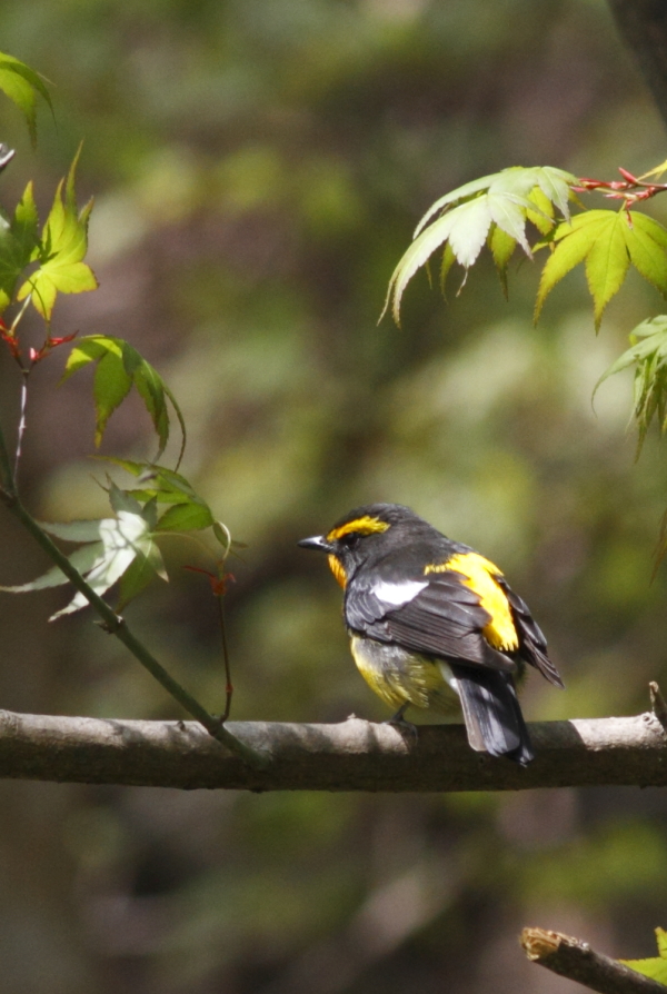 今年も会えました（♂）