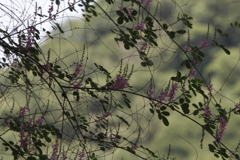 何の花？