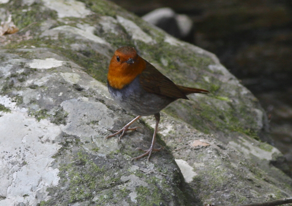 今年も会えました（♂）