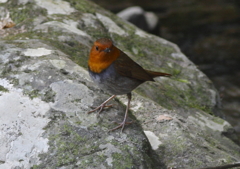 今年も会えました（♂）