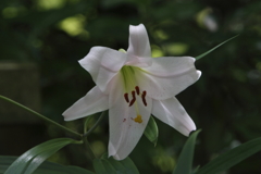 百合