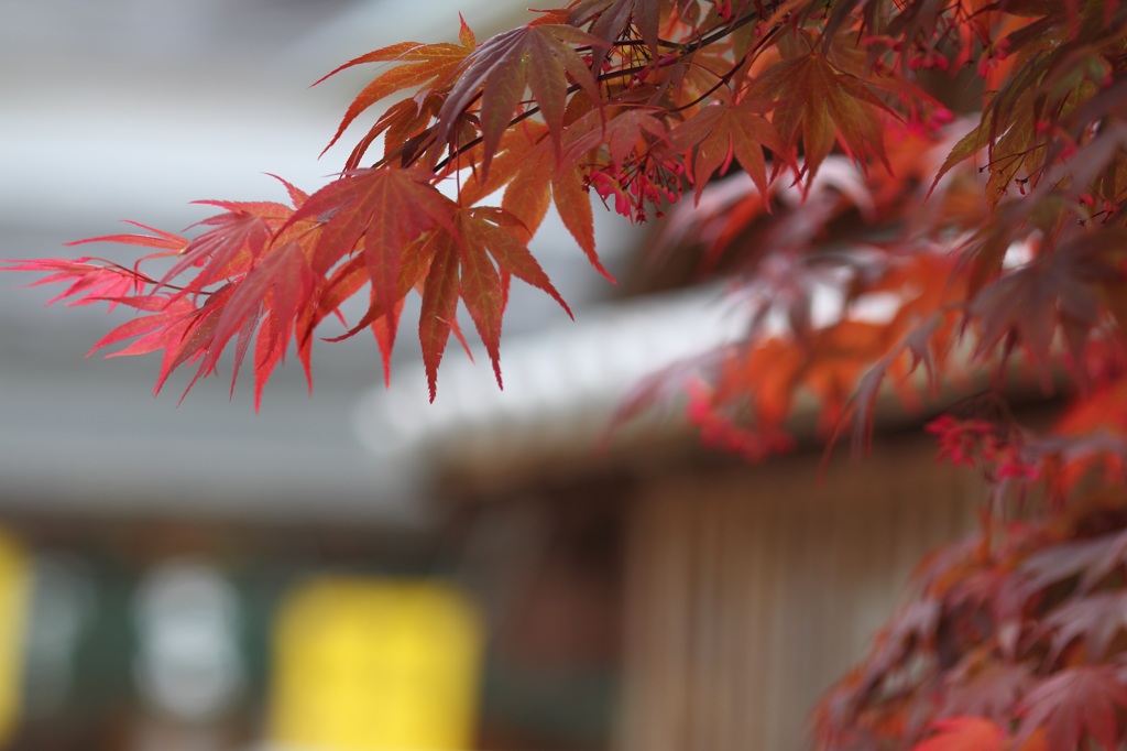 楓