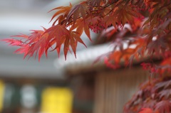 楓