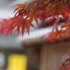 楓