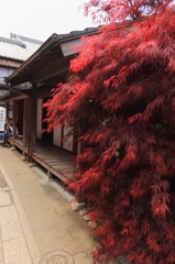 楓