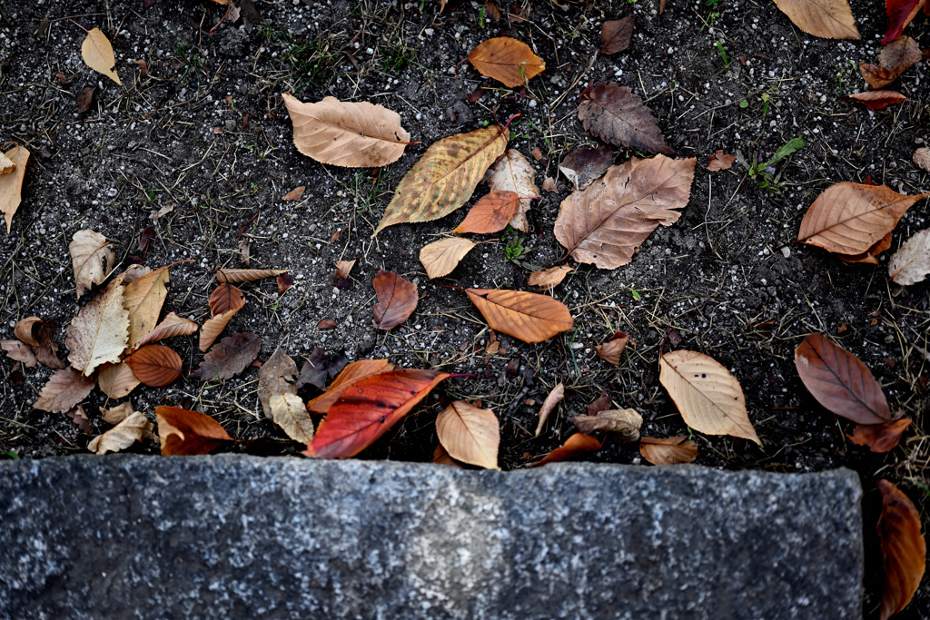 地面の紅葉