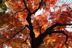 成田山公園の紅葉