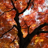 成田山公園の紅葉