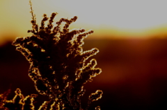 夕陽火