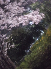 夜桜