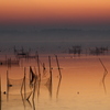 朝靄の印旛沼