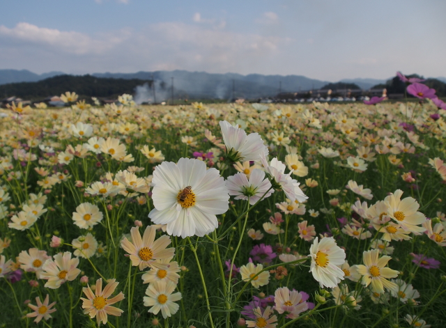 藤原京・秋桜