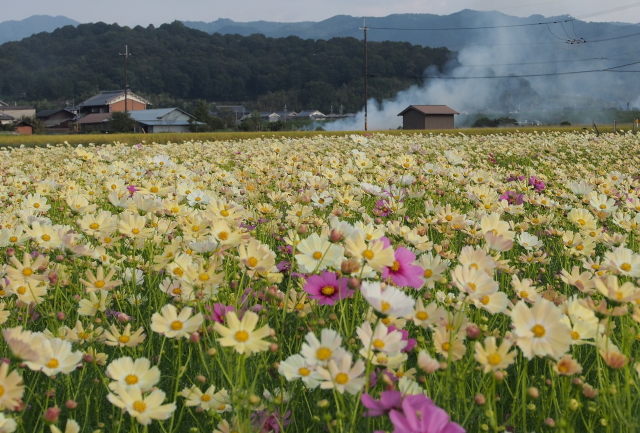 藤原京・秋桜