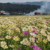 藤原京・秋桜