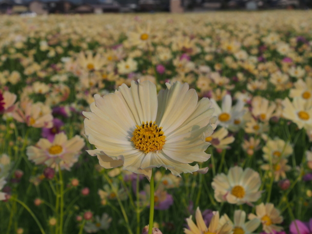 藤原京・秋桜