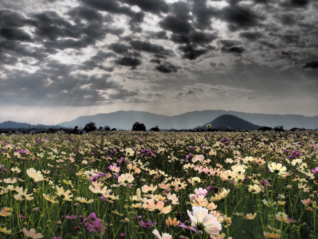 藤原京・秋桜