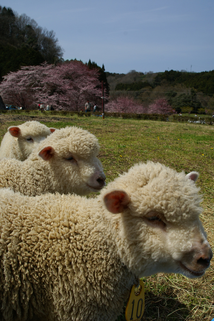 謹賀新年