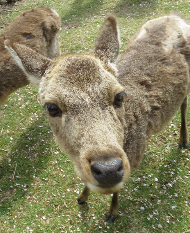 鹿せんべいちょうだい