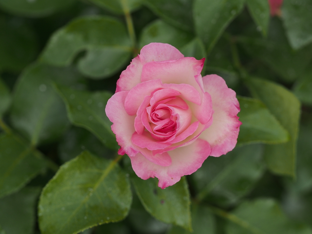 小さな街の薔薇園で　①