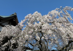 奈良の桜① 氷室神社