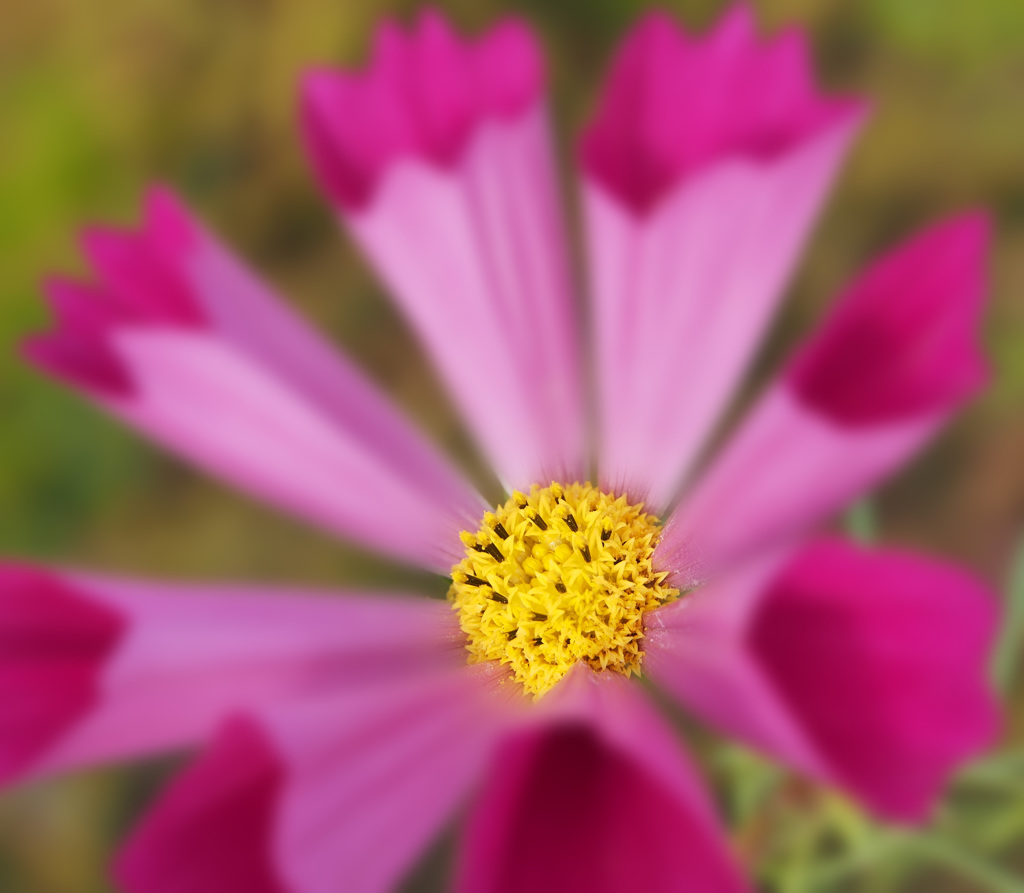 華　芯　・ハイドパーレッド 