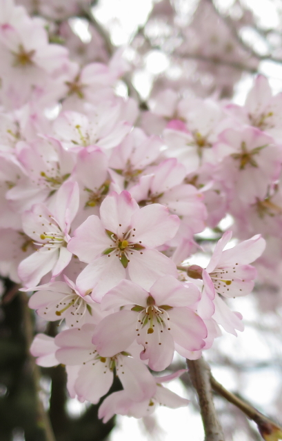 枝垂れ桜