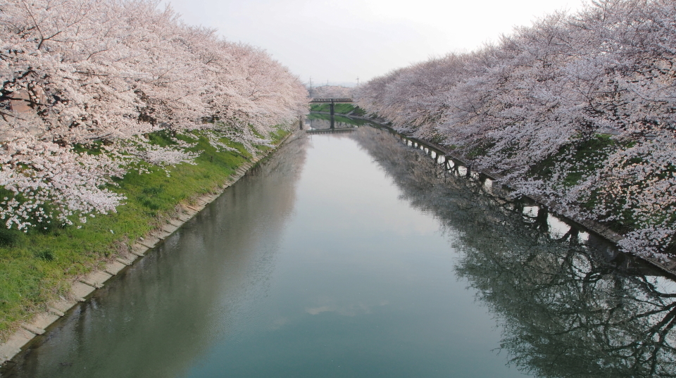 奈良の桜 ②　曽我川