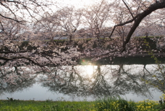 奈良の桜 ③　曽我川