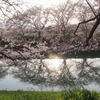 奈良の桜 ③　曽我川