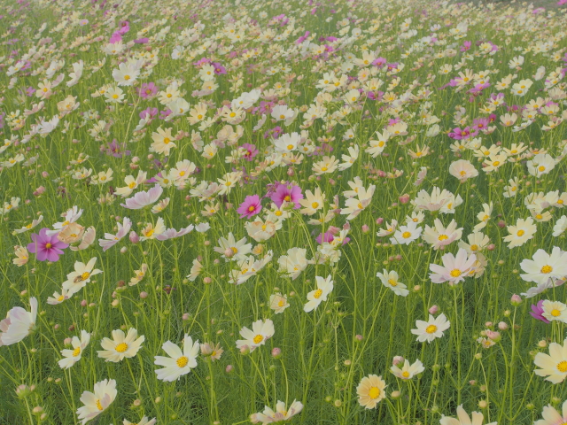 藤原京・秋桜