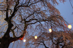 夕桜