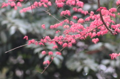 楓？紅葉？