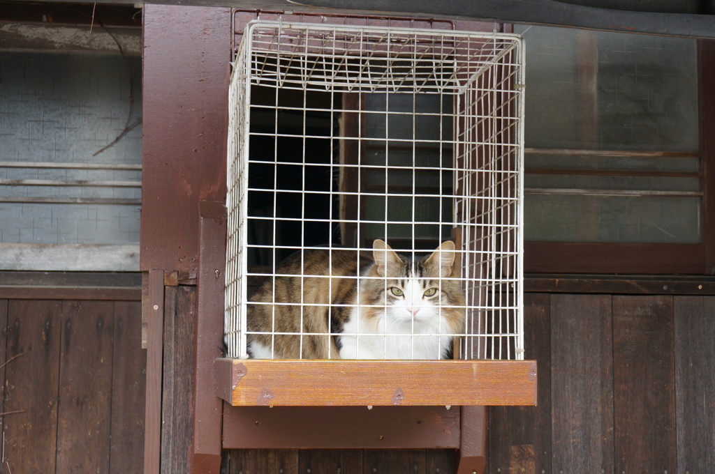 ね、ねこかご？！