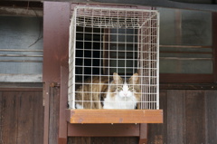 ね、ねこかご？！