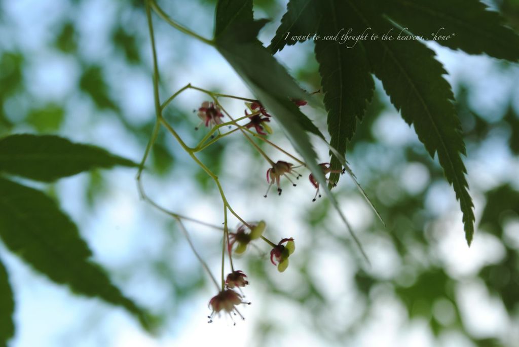 もみじのはな？