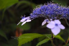 紫陽花。。
