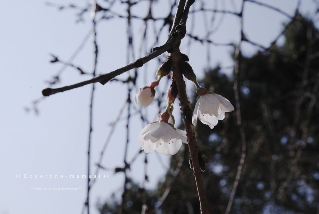 うば桜。。